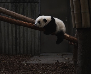 Panda Laying on a Tree